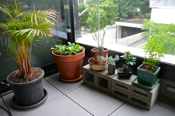 Cinder blocks, bok choy, bonsai and other plants